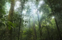 Drony przeczeszą Amazonię w poszukiwaniu śladów dawnych ludów