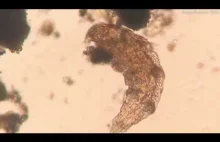 Niesporczak pożera pierwotniaki, które są w trakcie podziału komórkowego