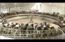 Dojarnia karuzelowa dla krów