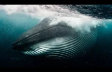 Wieloryb prawie połknał nurka.