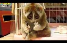 Po prostu lemur