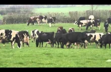 Jak reagują krowy na wypuszczenie na pastwisko po całej zimie w oborze