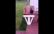 Kot siedzi jak człowiek