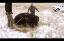 Polowanie na bizony