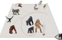 Wspólny przodek człowieka i małp był wielkości gibona