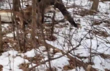 Policjant poraża taserem jelenia żeby uwolnić go od pokonanego rywala