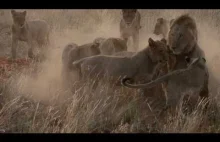 Stado lwów próbuje upolować mrównika, zwanego też prosięciem ziemnym.