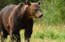 Niedźwiedzie w Bieszczadach są ciągle aktywne, ale gady i nietoperze już...