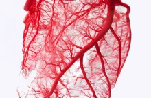 Naukowcy wyhodowali naczynia krwionośne, które zamieniają się żywą tkankę