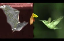Ciekawe porównanie sposobu latania nietoperzy i ptaków