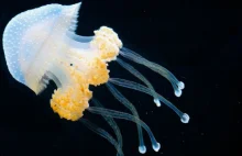 Kosmiczne meduzy nie radzą sobie z grawitacją