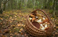 Pogoda sprzyja wysypowi grzybów w lasach – to odpowiednia pora na...