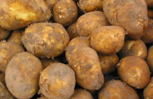 "Młode ziemniaki" tylko dla tych z polskich upraw, MR robi porządek z nazwami.