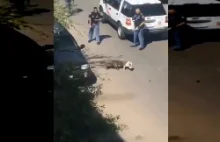 Amerykańscy policjanci strzelają do atakujących ich pitbulli.