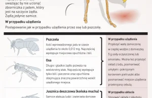 Niebezpieczne owady - Infografika - WP.Pl