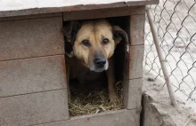 Setki psów straci dach nad głową przez decyzję gmin.