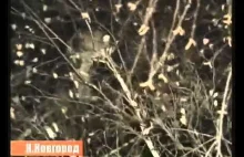 Ruscy zdejmują kota z drzewa.