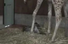 Narodziny żyrafy