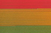 Pełne kolorów pola tulipanów w Holandii