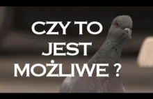 Czy to jest możliwe?