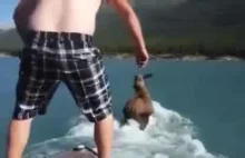 Mężczyzna wskakuje i ujeżdża łosia, który przedostaje się przez jezioro