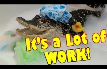 Jak wygląda opieka nad aligatorem?