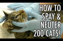 Operacja Kocimiętka, czyli akcja sterylizacji/kastracji ponad 200 dzikich kotów.