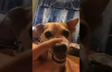 LA LA LA dog