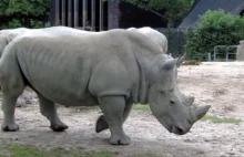Złodzieje rogów nosorożca oszukani w Kopenhadze