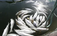 Miliony martwych łososi norweskich. Ryby utknęły w śmiertelnej pułapce.