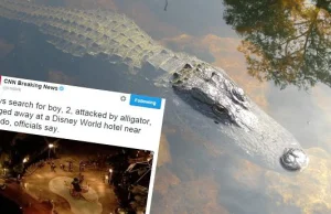 Aligator porwał 2-latka w parku Disney World. Trwają poszukiwania dziecka
