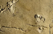 Skradziono praludzkie ślady sprzed 5,7 mln lat, które niedawno odkryli Polacy
