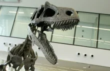 W Argentynie odkryto nowy gatunek dinozaura