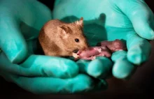 Naukowcy złamali zasady reprodukcji Myszy tej samej płci doczekały się potomstwa