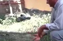Ptak przeszkadza w treningu gołębia