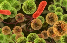 Naukowcom udało się zmienić bakterie w „żywe dyski twarde” przechowujące...