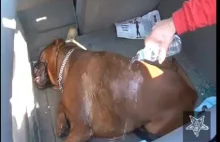 Nie zostawiejcie psów w zamkniętych samochodach