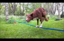 Pies akrobata potrafi utrzymać się na linie