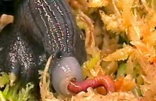 Ślimak zjada robaka z niewiarygodną szybkością