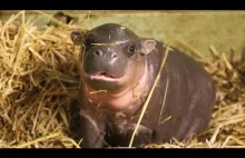 Nowonarodzony hipopotam karłowaty