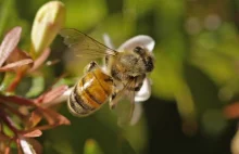 Pszczoły zapylają około 80 procent roślin kwiatowych, a grozi im wymarcie!