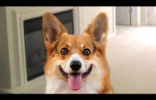 Funny Corgi