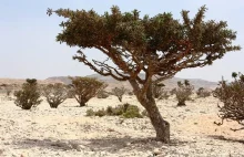 Drzewa kadzidłowe - jak powstaje kadzidło