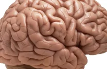 Naukowcy wyhodowali w laboratorium sztuczny ludzki mózg