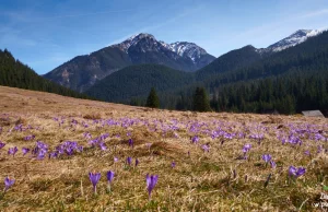 Krokusowi turyści - wiosna w Tatrach