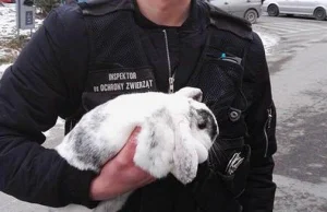 Świdniczanin dla żartu wrzucił do internetu zdjęcie żywego królika w garnku