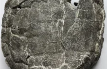 Jeden z najstarszych gatunków żółwi... znaleziony przy śląskim wysypisku