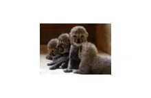 Cztery gepardziątka urodziły się w chorzowskim zoo