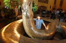 Wspaniała rekonstrukcja największego znanego węża: titanoboa.