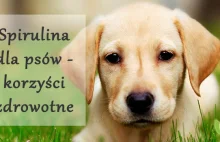 Spirulina dla psów